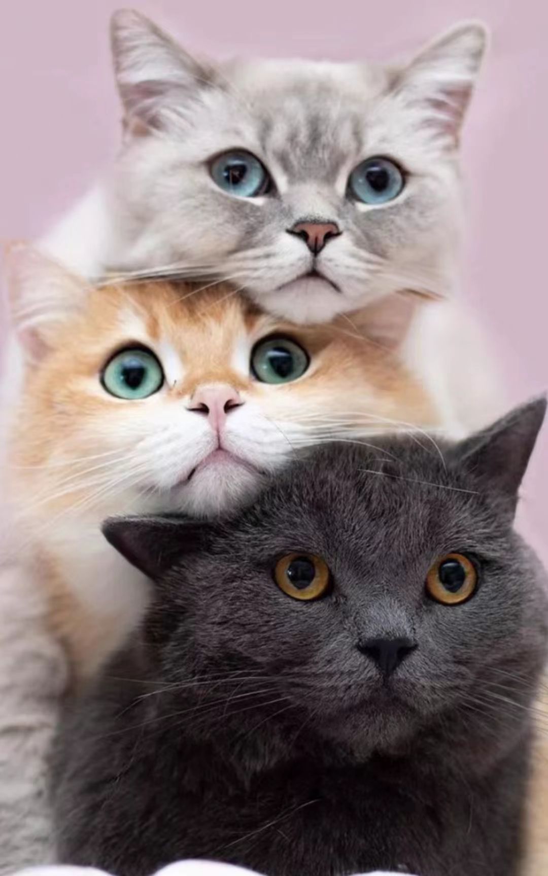 猫咪1