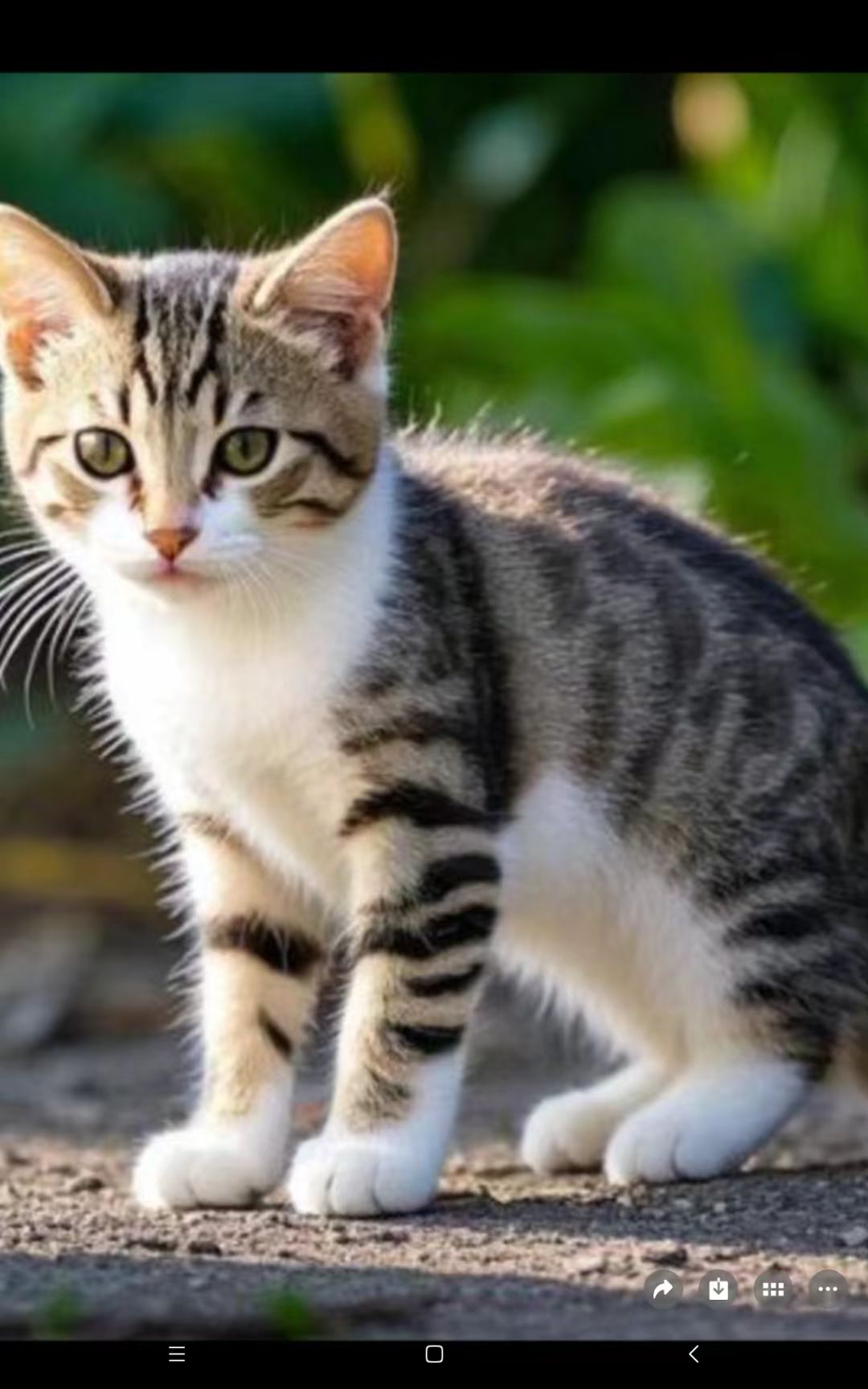 猫咪2