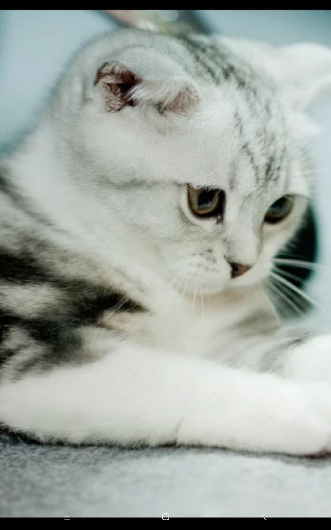 猫咪3"