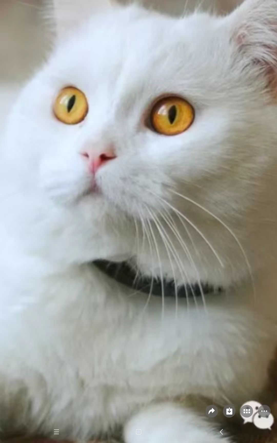 猫咪4