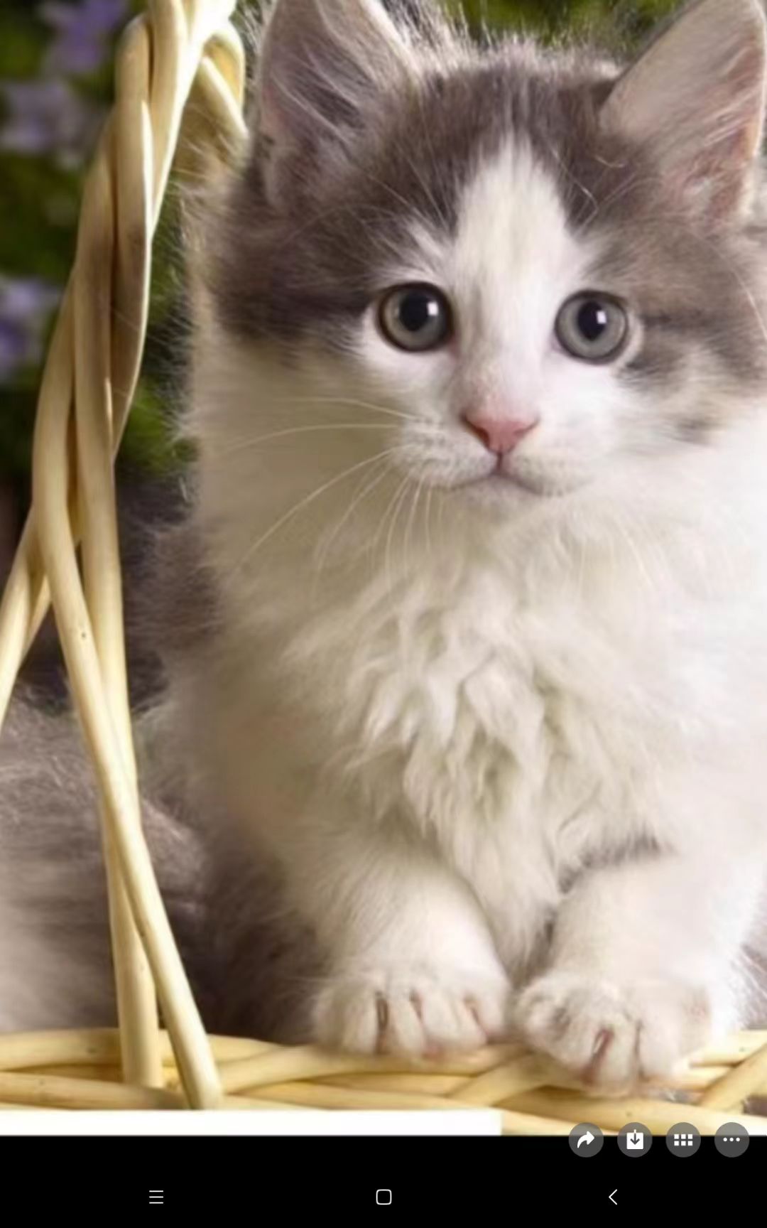 猫咪5