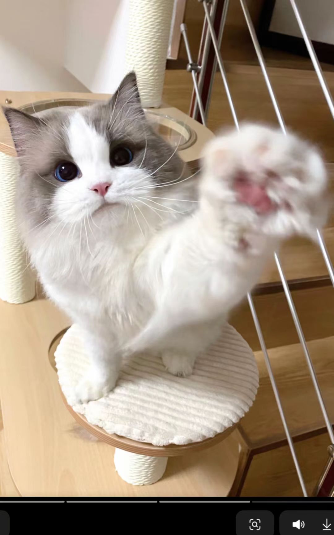 猫咪3