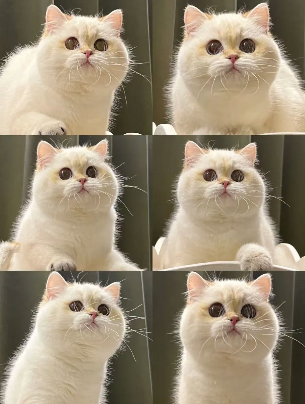 猫咪1