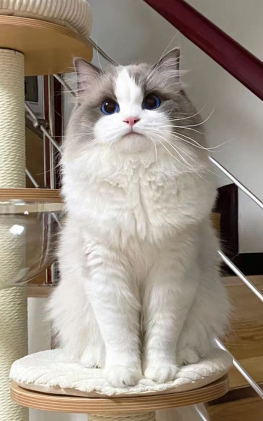 猫咪3-1