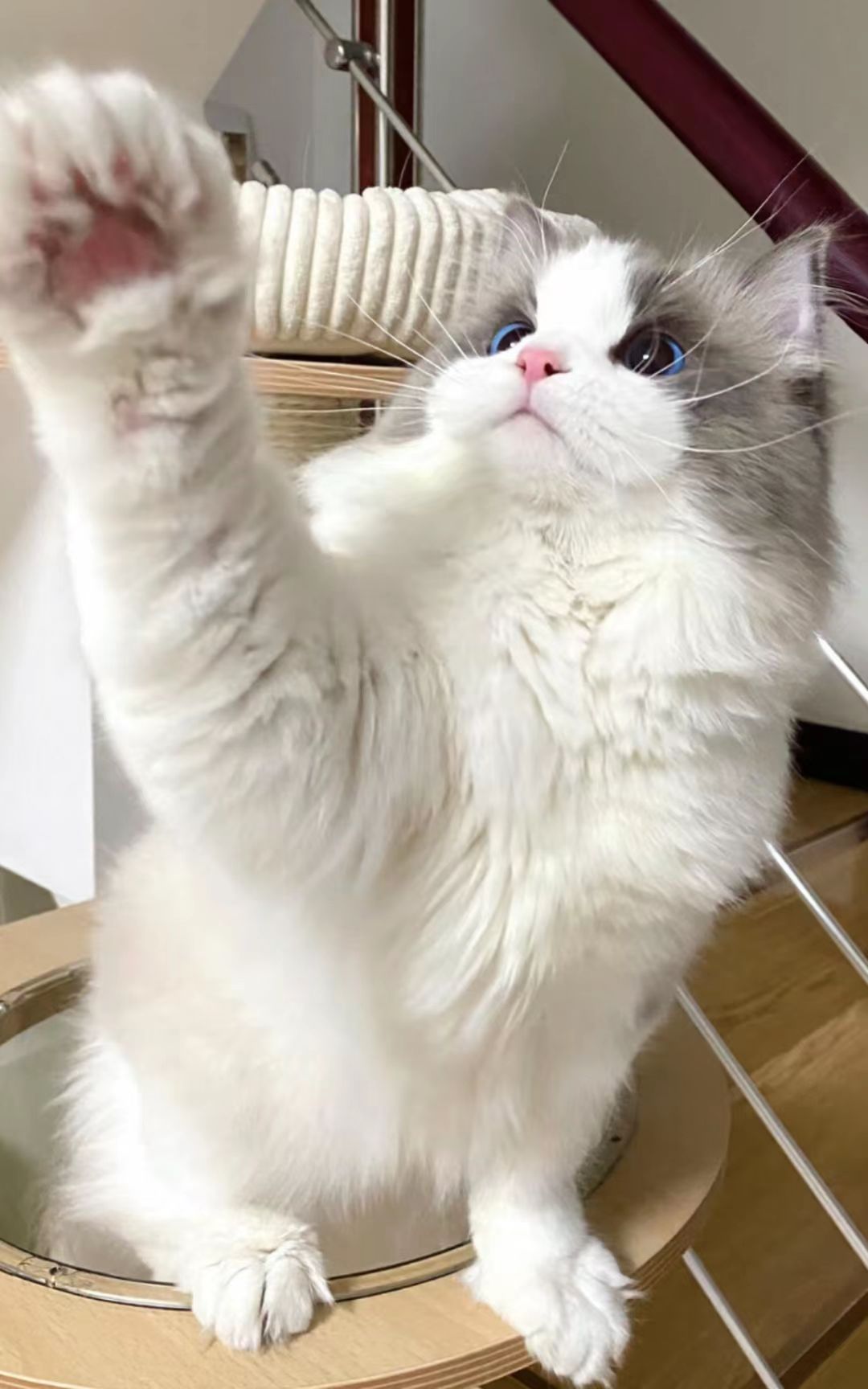 猫咪3-2