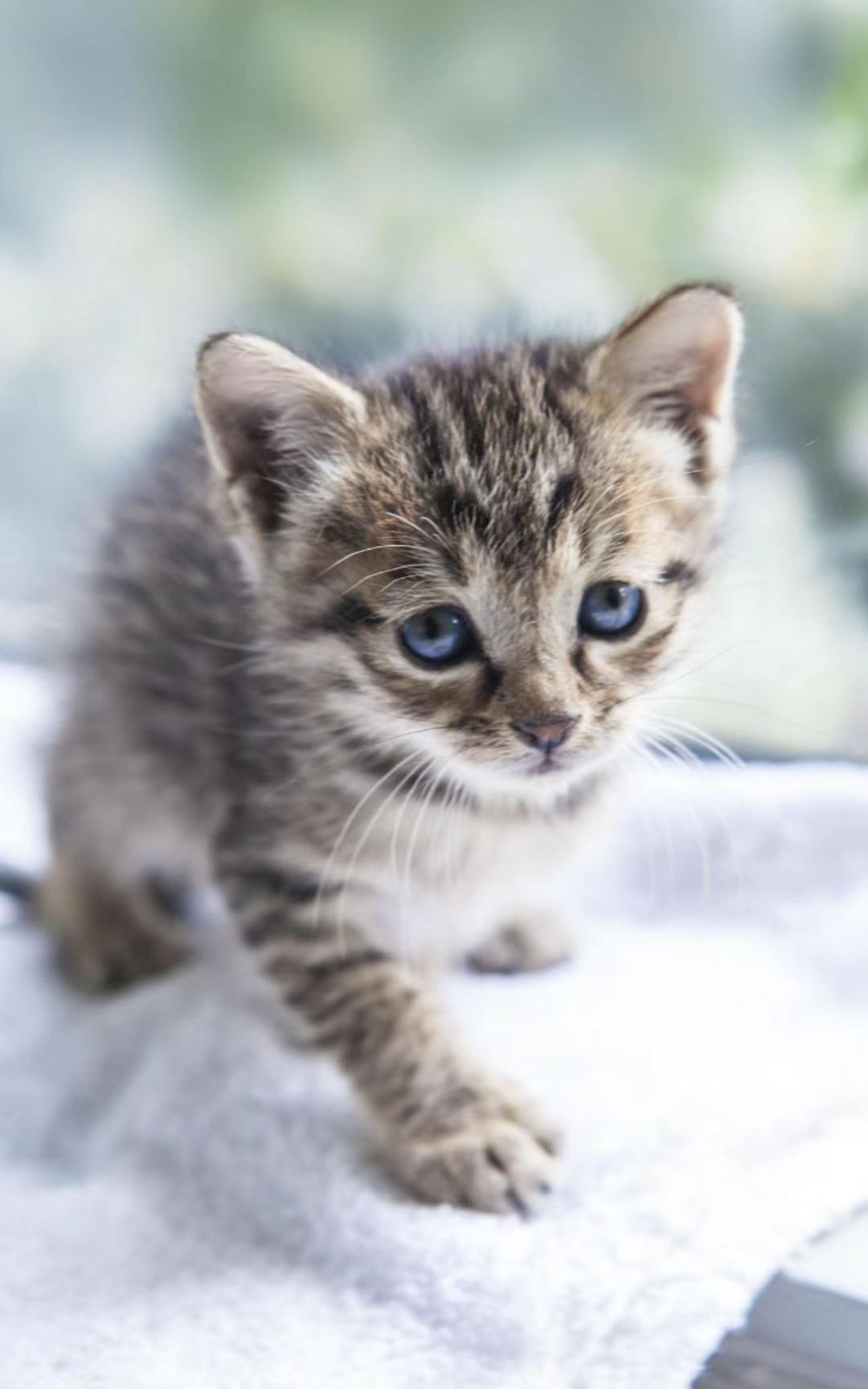 猫咪9