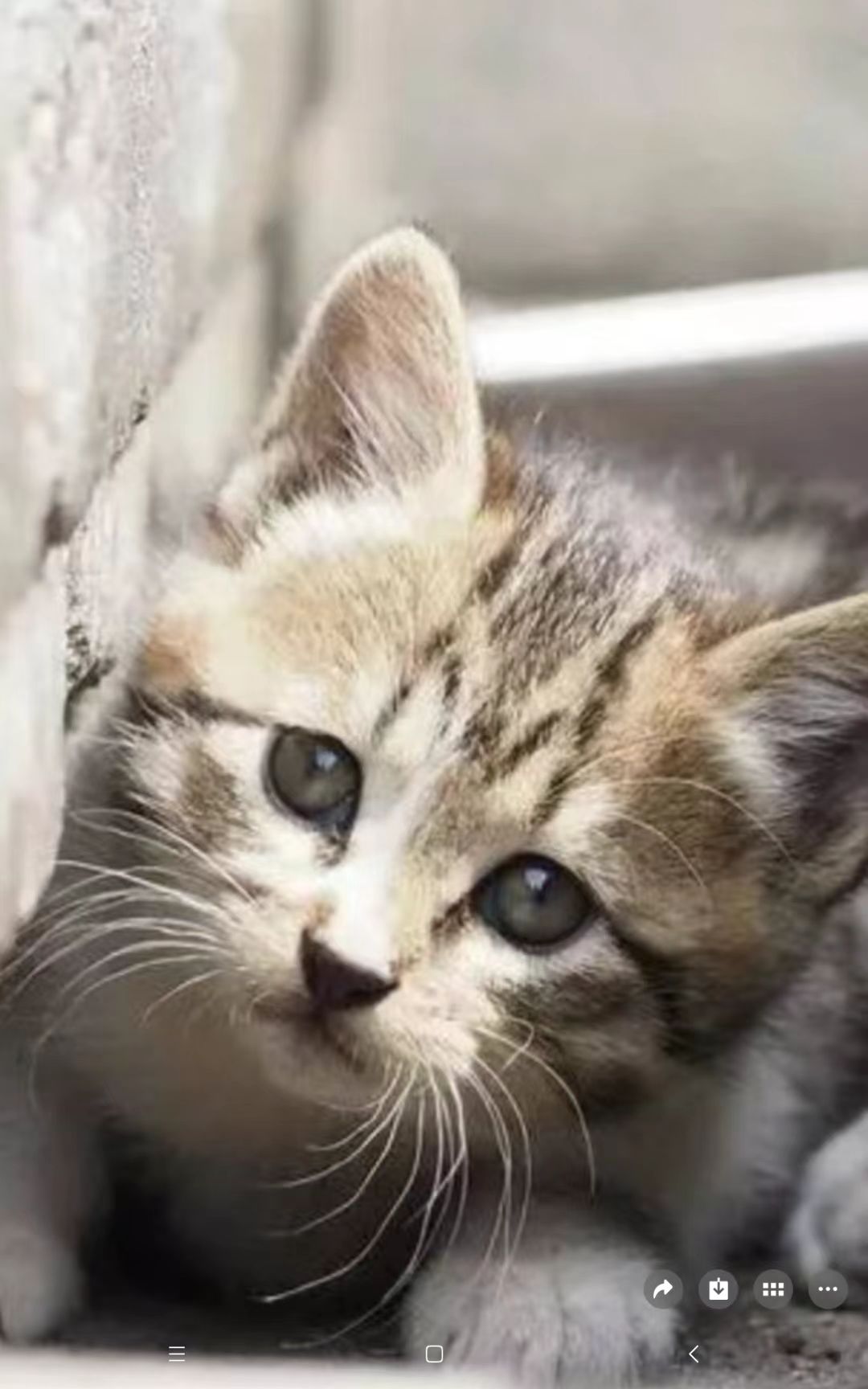 猫咪8