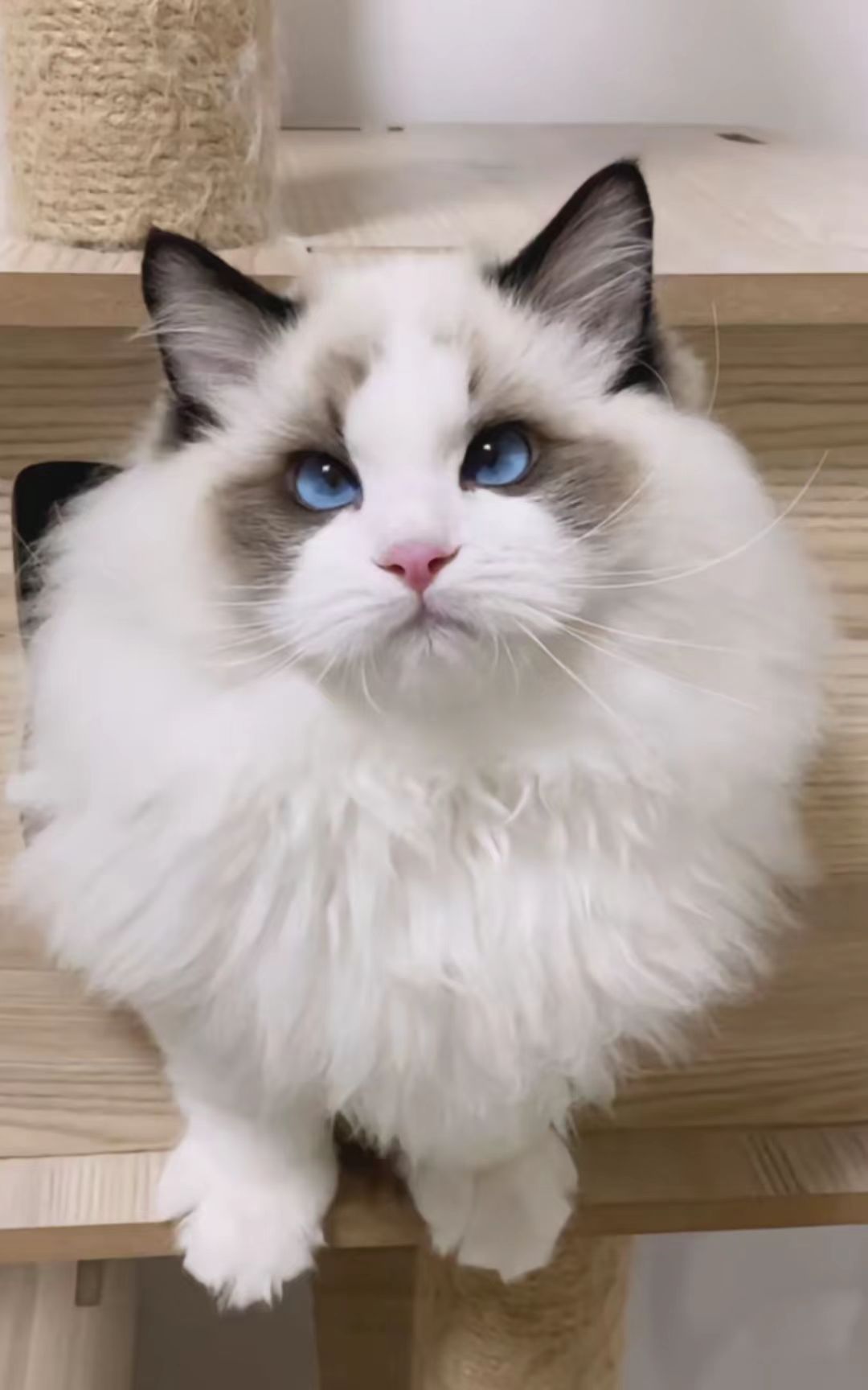 猫咪3-4