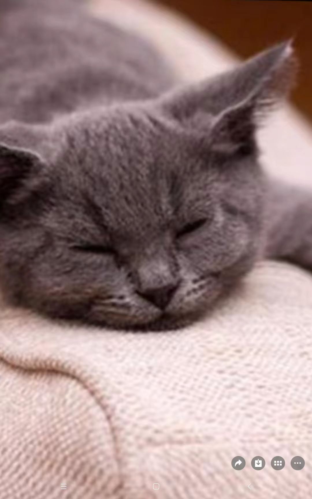 猫咪7