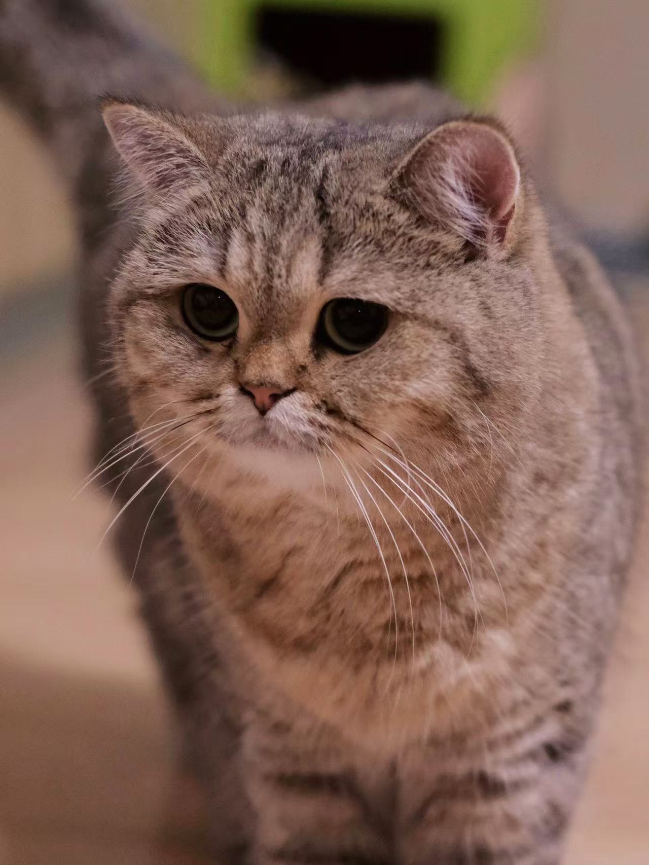 猫咪1