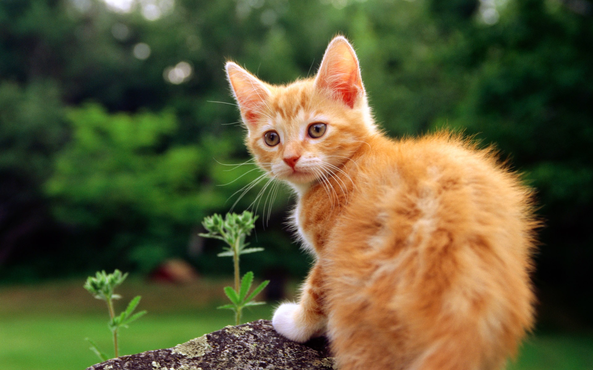 猫咪2