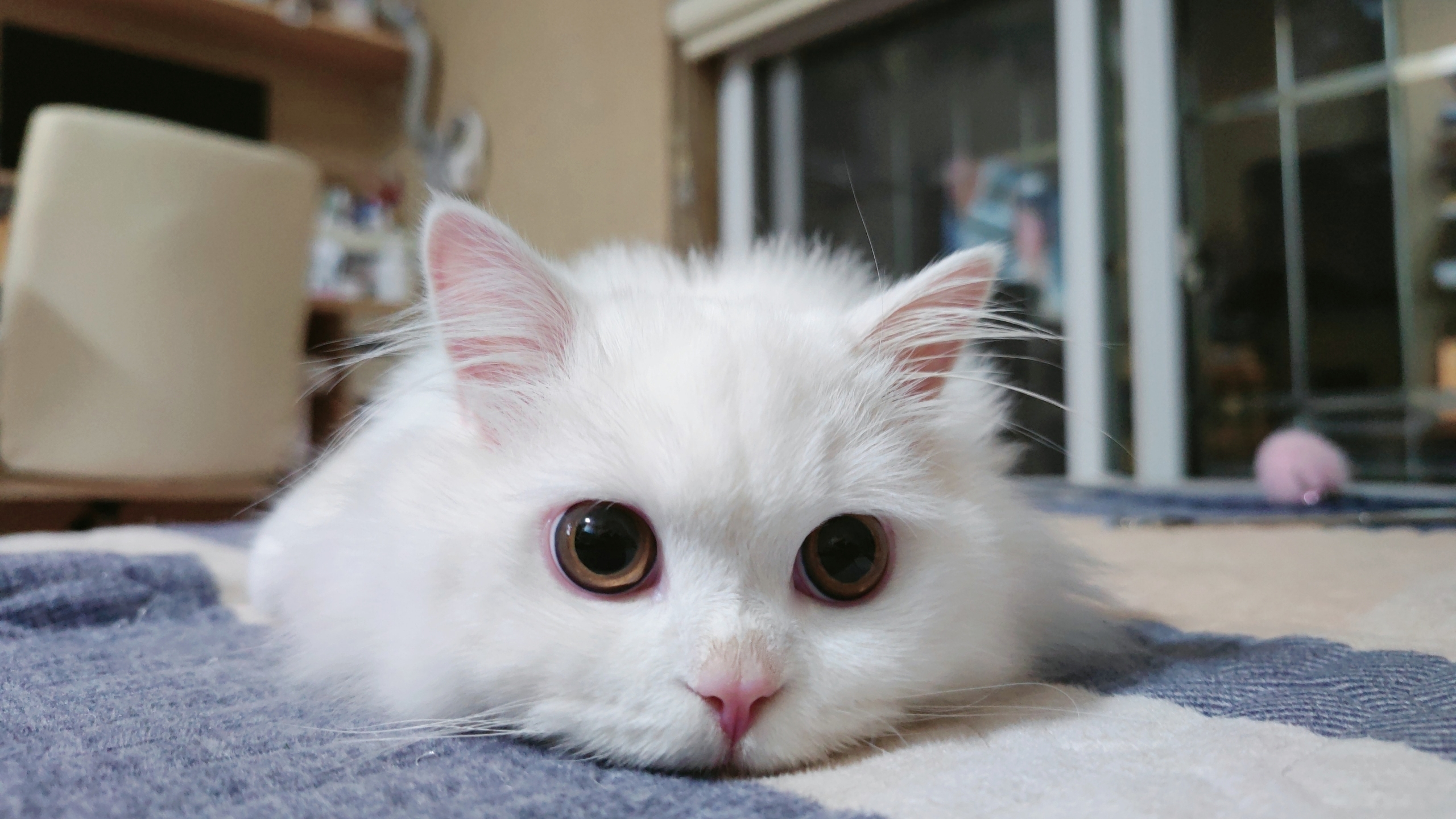 猫咪2-2